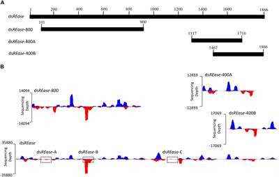 The in vivo dsRNA Cleavage Has Sequence Preference in Insects